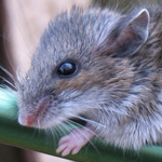 Image of a mouse