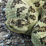 Image of live rattlesnake