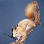 Image of a taxidermied specimen of an Abert's squirrel