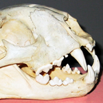 Image of carnivore skull