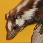 Image of taxidermied skunk specimen
