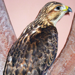 Image of taxidermied specimen of a Swainson's hawk