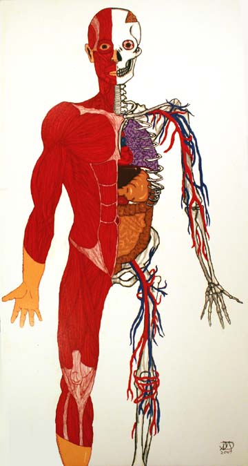 Anatomical drawing of human
